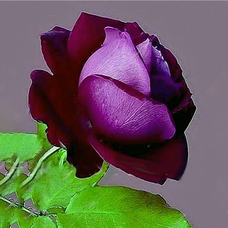 Egrow 100 Pcs Rose Bonsai Seeds Garden Potted Flower Seed Mixed Color Garden Planting