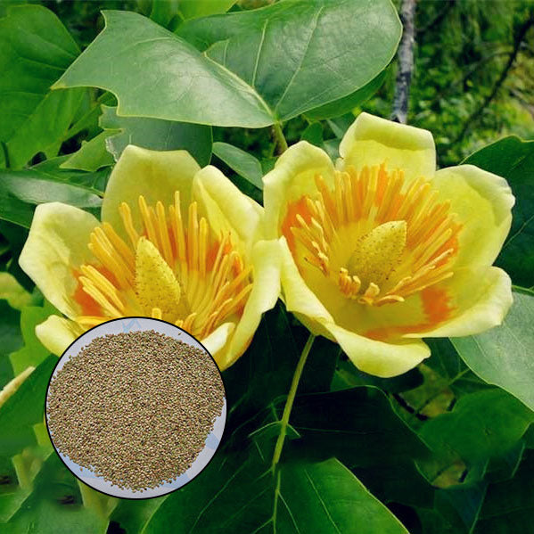 Egrow 50Pcs/Bag Magnoliaceae Flower Seeds Ornamental Plant Liriodendron Chinense Bonsai Seeds