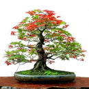 Egrow 50PCS/Pack Maple Seeds Canada Mini Red Maple Bonsai Garden DIY Bonsai Maple Tree Plant