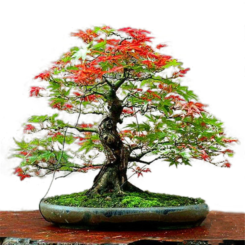 Egrow 50PCS/Pack Maple Seeds Canada Mini Red Maple Bonsai Garden DIY Bonsai Maple Tree Plant
