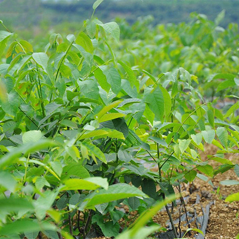 Egrow 2Pcs/Bag Green Walnut Seeds Chinese Specialty Green Walnut Seeds New Rare Walnut Seeds