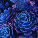 Egrow 100Pcs/Pack Peony Succulent Plants Seeds Garden Indoor Bonsai Perennial Seeds