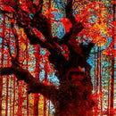 Egrow 2 Pcs/Pack American Red Oak Seeds Beautiful Tree DIY Home Garden Plants Bonsai Tree Easy To Grow