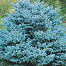 Egrow 50Pcs/Pack Blue Spruce Seeds Evergreen Picea Pungens Glauca Garden Plant Tree Seeds