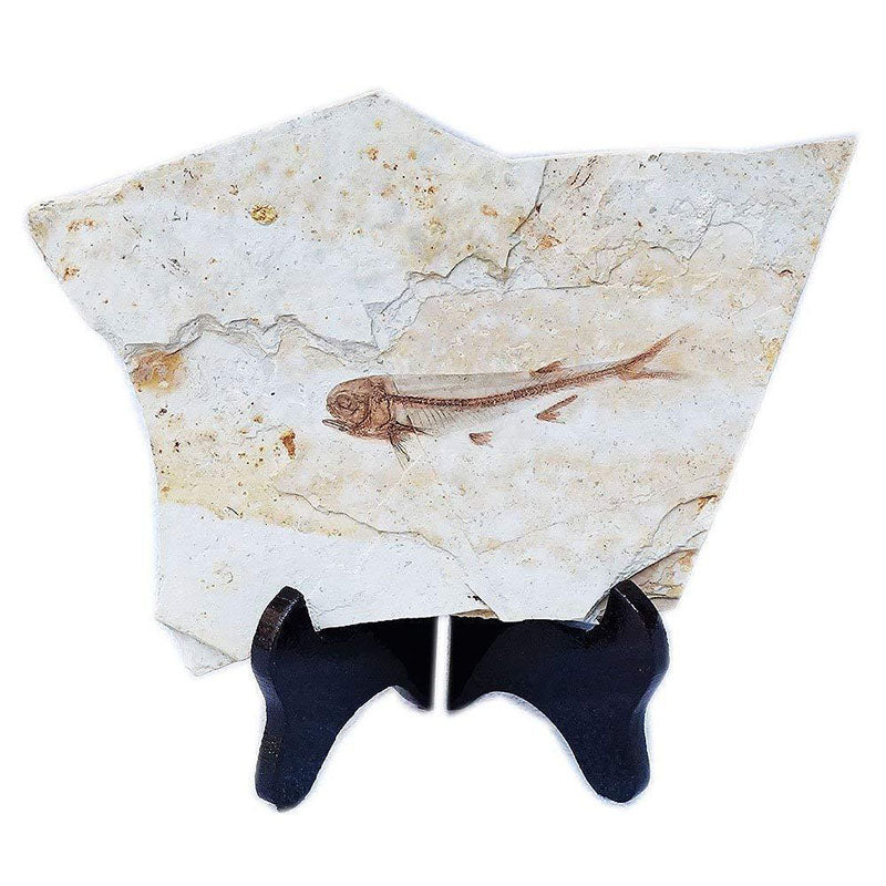 China 150 Million Years Ago Genuine Bony Fosslien Lycoptera Real Fossil Fish Decorations