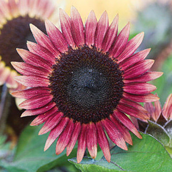 Egrow 20Pca/Pack Red Yellow Sunflower Seeds Courtyard Beautifying Ornamental Plants Seeds