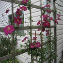 Egrow 100Pcs/Pack Clematis Seeds Potted Clematis Flower Garden Ornamental Plants