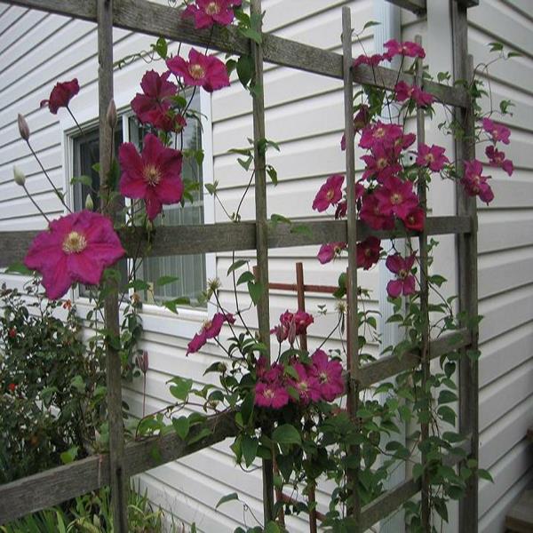 Egrow 100Pcs/Pack Clematis Seeds Potted Clematis Flower Garden Ornamental Plants