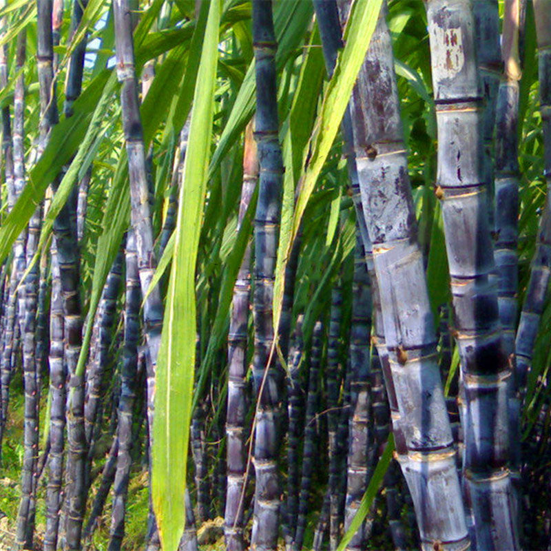 Egrow 100PCS/Pack Sugarcane Seeds Succulent Sugar Cane Bonsai Delicious Vegetable And Fruits Garden Plant