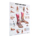 Anatomy of Foot and Ankle Poster Anatomical Chart Human Body Educational Home Decor