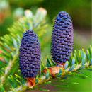 Egrow 50 Pcs/Pack Fir Abies Seeds Nordmann Fir Christmas Tree Conifer Tree Flower House Garden Bonsai Plants Flower Pot