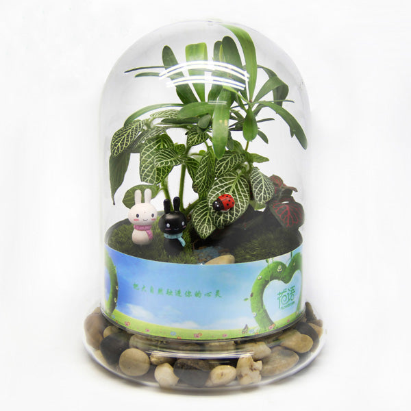 Cylinder Shaped DIY Moss Micro Landscape Glass Bottle Succulent Plants Vase Home Decoration