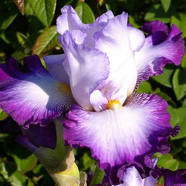 Egrow 100PCS/Bag Iris Bonsai Orchids Seeds Rare Mixed Iris Bonsai Orchids Indoor Plants Beautiful Home Garden Planting Bonsai