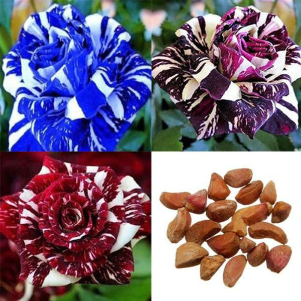 100 PCS Blue Dragon Rose Seeds Rare Beautiful Stripe Rose Bush Plant Garden