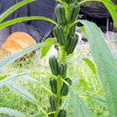 Egrow 100Pcs/Pack Sesame Seeds Sesame Bonsai Gardening Sesame Plant Black Sesame Flores