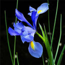 Egrow 40Pcs/Bag Iris Tectorum Seeds Popular Perennial Garden Flower Seeds Gorgeous Cut Flower Seeds