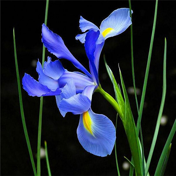 Egrow 40Pcs/Bag Iris Tectorum Seeds Popular Perennial Garden Flower Seeds Gorgeous Cut Flower Seeds