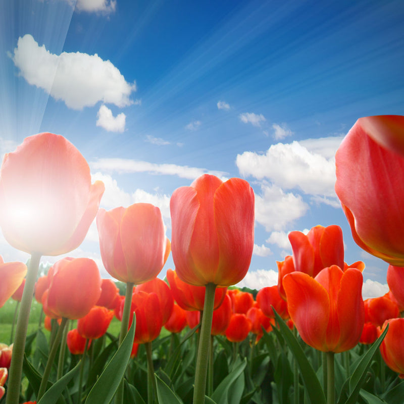 Egrow 120Pcs/Pack Tulip Flower Seeds Purple White Edge Flowers Perennial Home Garden Potted Plants