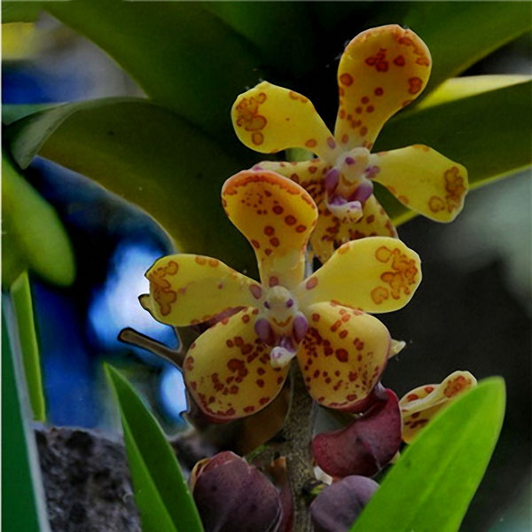Egrow 200pcs/Bag Rare Orchid Bonsai Plant Seeds Natural Growth Flower Seeds for Home Garden