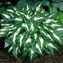 Egrow 100Pcs Plantain Lily Flower Seeds Green Yellow Hosta Plants Seeds Garden Perennial Plant