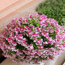 Egrow 100 PCS Geranium Seed Garden Potted Flower Seeds Perennial Courtyard Balcony Outdoor Plant