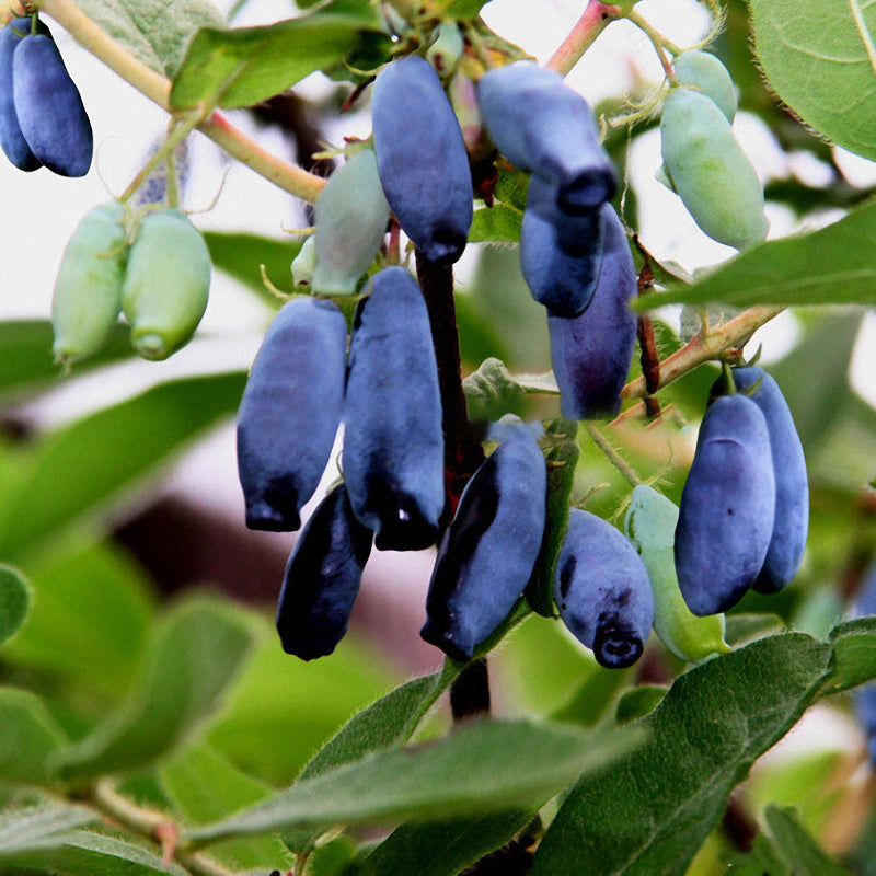 Egrow 200Pcs/Pack Lonicera Caerulea Fruit Seeds Home Garden Plants Honeyberry Blueberry Seeds