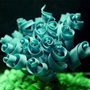 Egrow 30Pcs/Pack Spiral Mimosa Seeds Garden Green Bashful Grass for Balcony Courtyard