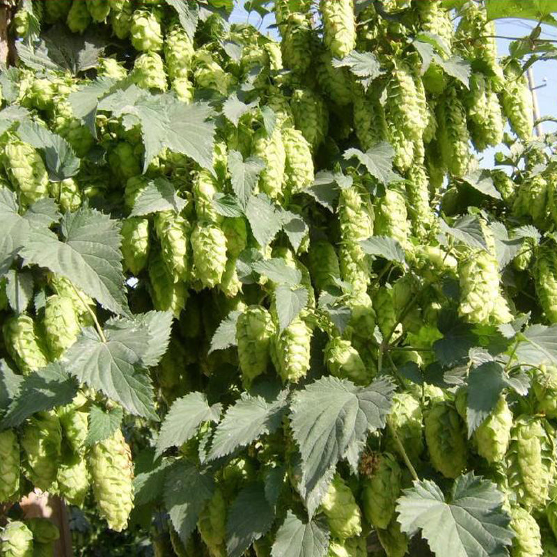 Egrow 100Pc/sPack Hops Seeds Humulus Lupulus Brewing Beer Plant Tea Herb Brew German Magnum