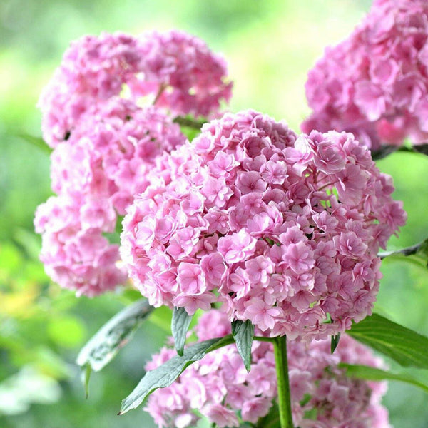 Egrow 50Pcs Vanilla Strawberry Hydrangea Flower Seeds Planting Flower Bonsai Tree Seeds