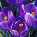 Egrow 100 Pcs/Pack Garden Dutch Saffron Seeds Courtyard Decroation Plants Flowers