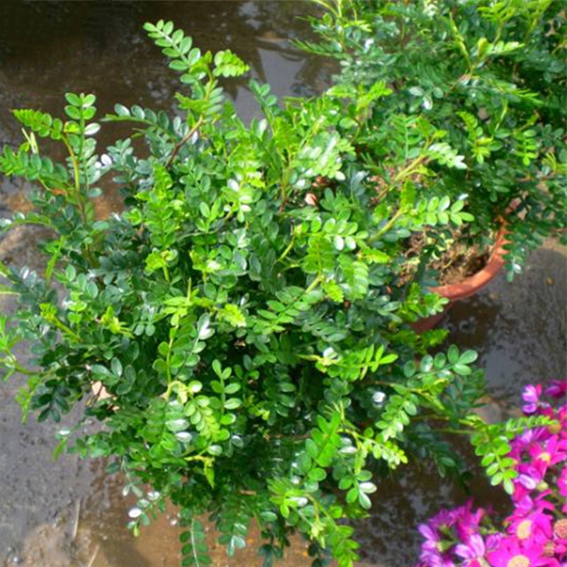 Egrow 30 Pcs/Pack Pistacia Weinmannifolia Tree Seeds Pistacia Weinmannifolia Tree Plant Pistacia Weinmannifolia