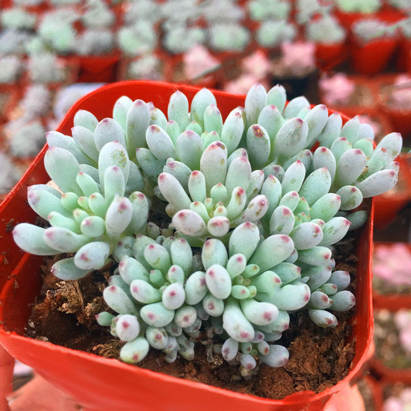 Egrow 100Pcs/Pack Japanese Succulents Seeds Mix Color Home & Garden Bonsai Plants Flower Potted Seed