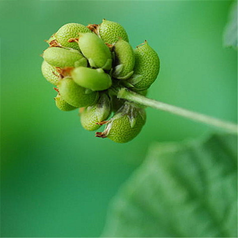 Egrow 200 Pcs/Pack Fructus Psoraleae Seeds Fructus Psoraleae Semente Plant Chinese Malaytea Scurfpea