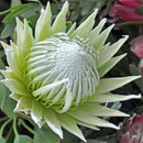 Egrow 50 Pcs/Pack Protea Seeds Rare Protea Cynaroides Bonsai Easy Planting Rare Bonsai Flower Bonsai Rare Flower