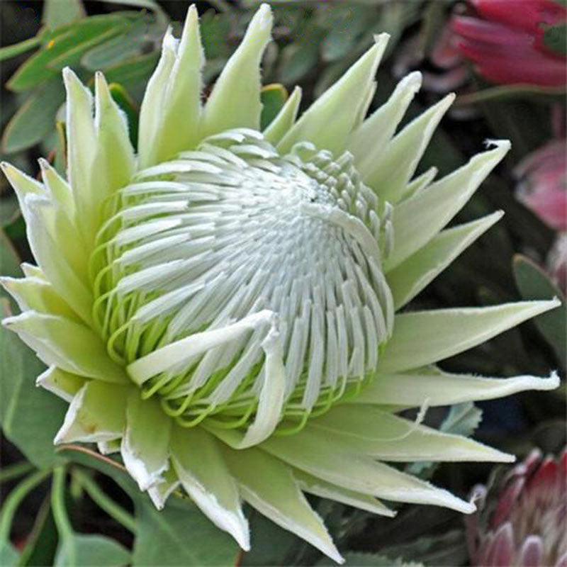 Egrow 50 Pcs/Pack Protea Seeds Rare Protea Cynaroides Bonsai Easy Planting Rare Bonsai Flower Bonsai Rare Flower