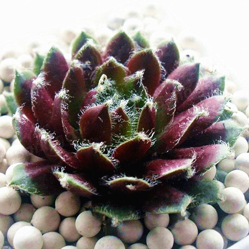 Egrow 100Pcs/Bag Sempervivum Seeds Colorful Gardening Succulent Plant Flower Seed