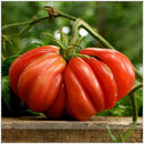 Egrow 100 Pcs/Bag Giant Tomato Seeds Plants Organic Heirloom Plants Vegetables Perennial Non-GMO Plant Pot For Home Garden Planting