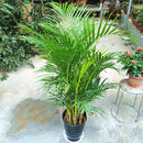 Egrow 5 Pcs/Pack Potted Bamboo Seeds Home Decoration Areca Palm Bonsai Butterfly Palm Plants Bonsai