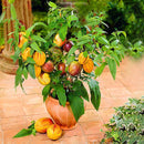 Egrow 100 Pcs/Pack Sweet Melon Seeds Rare Melon Fruit Plant Seeds Garden Yard Balcony Vegetable Seed