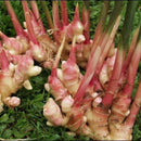 Egrow 100PCS/Pack Zingiber Seeds Ginger Vegetable Bonsai Zingiber Officinale Plants Balcony Vegetables Potted