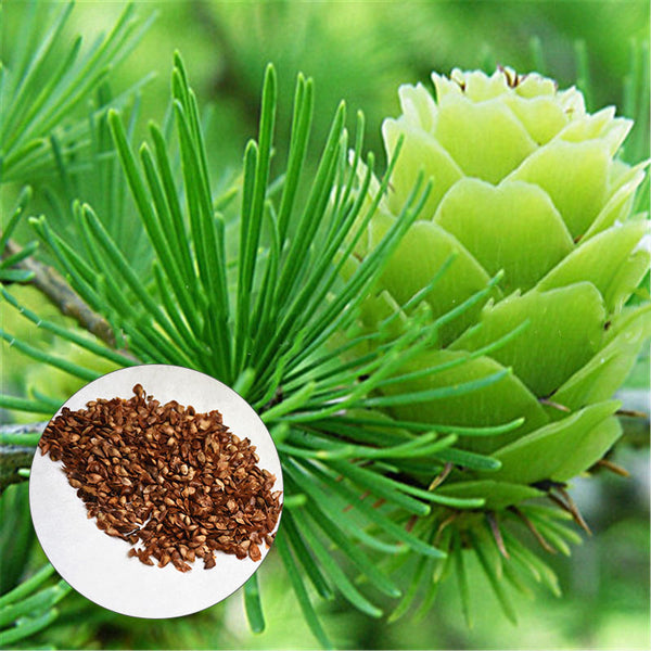 Egrow 50PCS/Pack Pine Seeds Bonsai Larch Pine Tree Plants For Home Garden Potted Perennial Larix Tree Plant In Flower Pot Fast Growing Tree