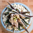 Egrow 100Pcs/Bag Haworthia Fasciata Seeds Aloe Vera Seeds Succulent Plant Seed Flower Bonsai