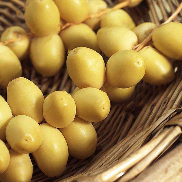 Egrow10Pcs/Bag Rare Medjool Date Seeds Sweet Organic Fruit Seeds Natural Date Palm Tree Seeds