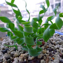 Egrow 100 Pcs/Pack Trachyandra Revoluta Seeds Home Balcony Potted Rare Plant Bonsai