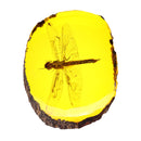 Amber Fossil Insects Dragonfly Manual Polishing Insect Specimens Decorations