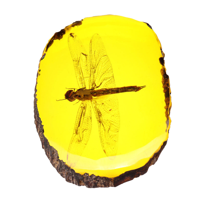 Amber Fossil Insects Dragonfly Manual Polishing Insect Specimens Decorations