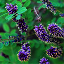 Egrow 120 Pcs/Pack Amorpha Fruticosa Seeds False Indigo Bush Tree Plant Amorpha Fruticosa Tree