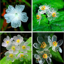 Egrow100Pcs/Bag Umbrella Leaf Dysosma Pleiantha Seeds Transparent Flower Seeds Delicate Garden Seed