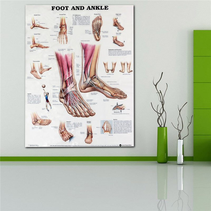 Anatomy of Foot and Ankle Poster Anatomical Chart Human Body Educational Home Decor