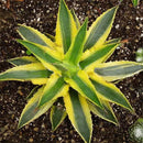 Egrow 100Pcs/Pack Aloe Cacti Agave Seeds Rare Succulent Plants Indoor Planta Agave-Americana Potted Agave Plants For Home Garden